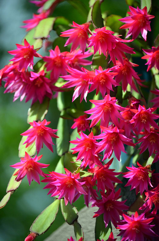 blooming cactus