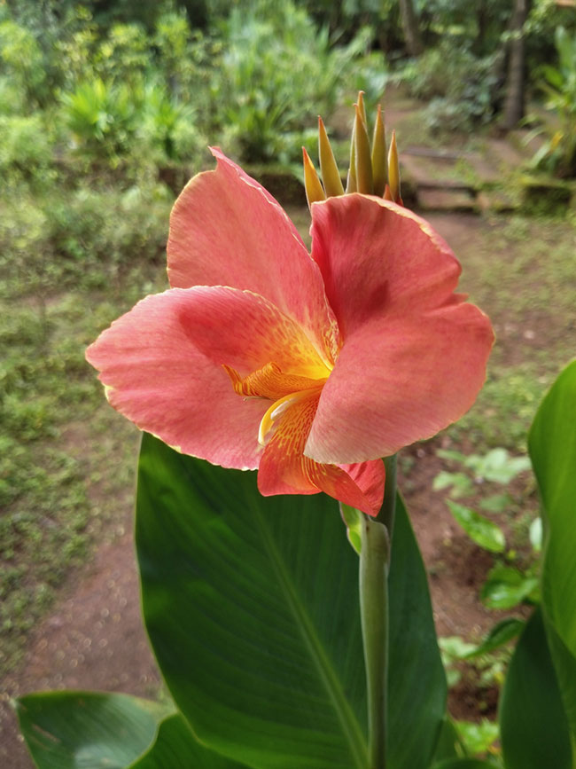 canna lily in garden