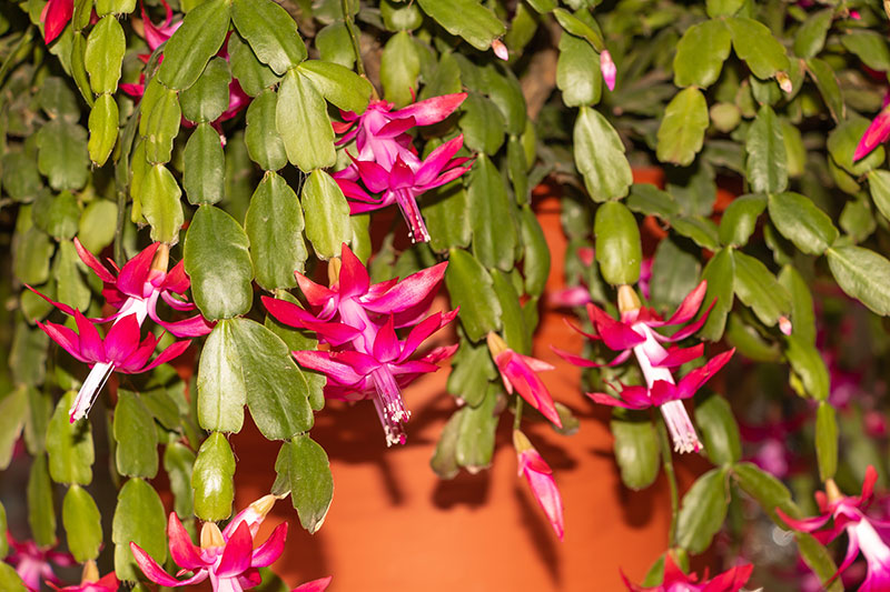 Potting a Christmas Cactus