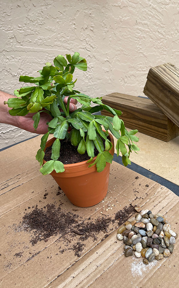 christmas cactus in pot