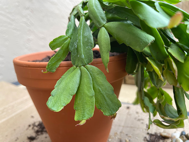 christmas cactus leaves