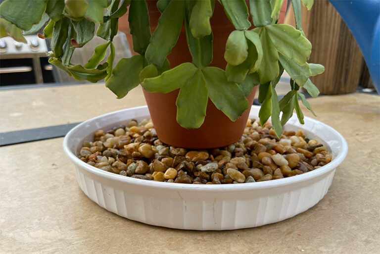 How to Raise The Humidity for a Christmas Cactus? Garden Lovers Club