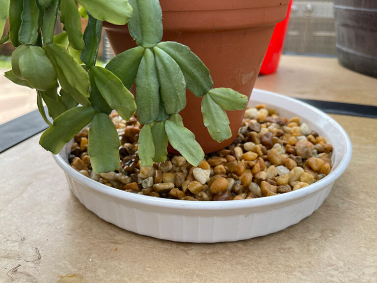 Best Christmas Cactus Potting Soil for Maximum Blooms Garden Lovers Club