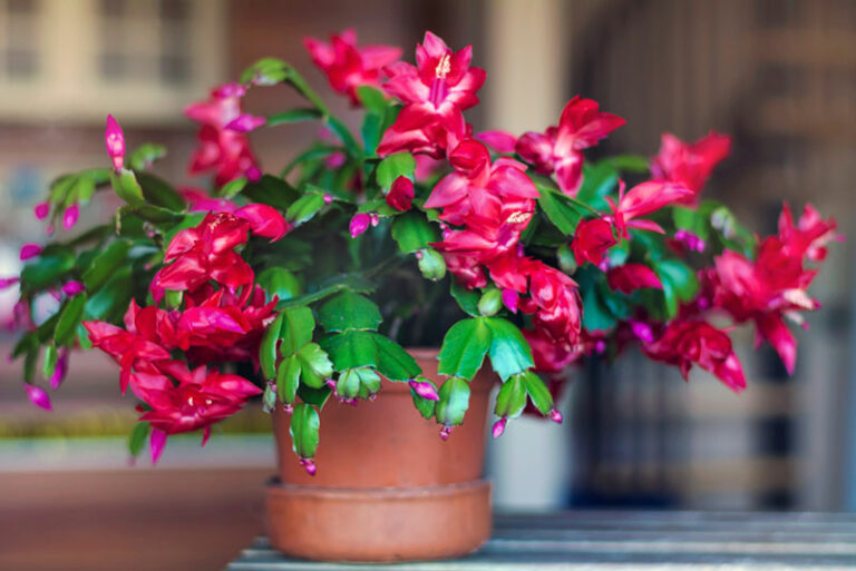 Should I Water My Christmas Cactus from the Top or Bottom? Garden Lovers Club