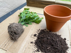 Best Christmas Cactus Potting Soil for Maximum Blooms - Garden Lovers Club