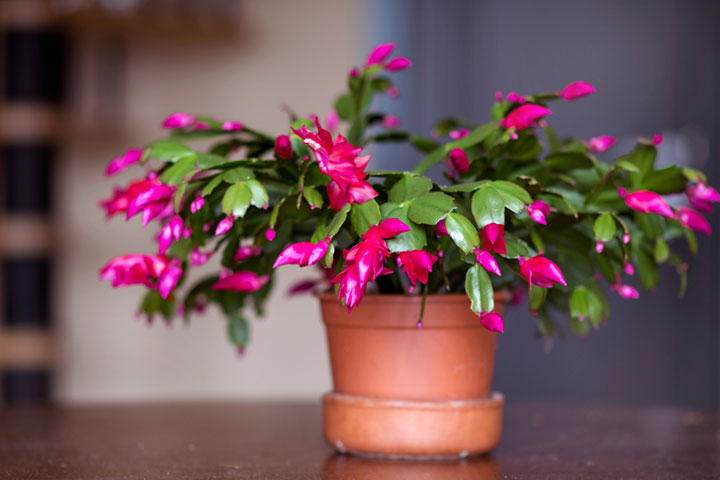 christmas cactus terra pot