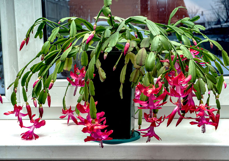 Christmas cactus windowsill