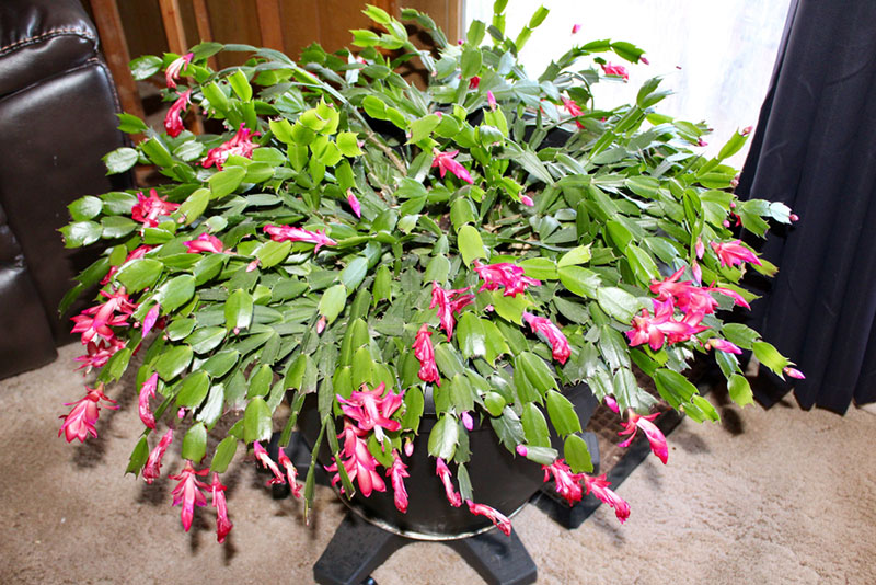 christmas holiday cactus