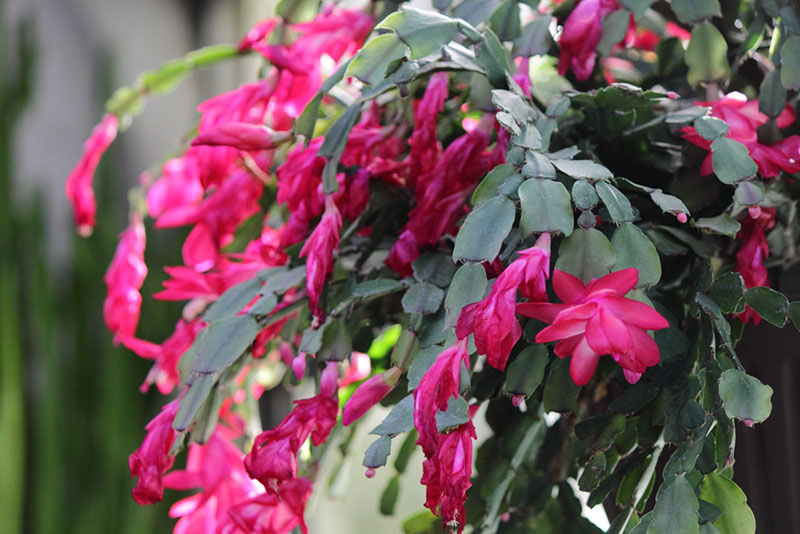 hanging basket christmas cactus