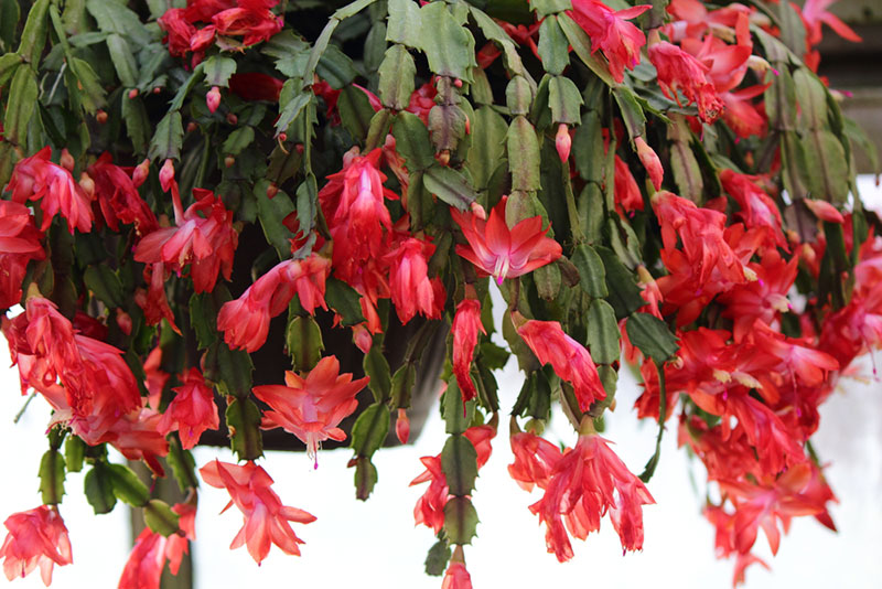 hanging blooming Thanksgiving cactus