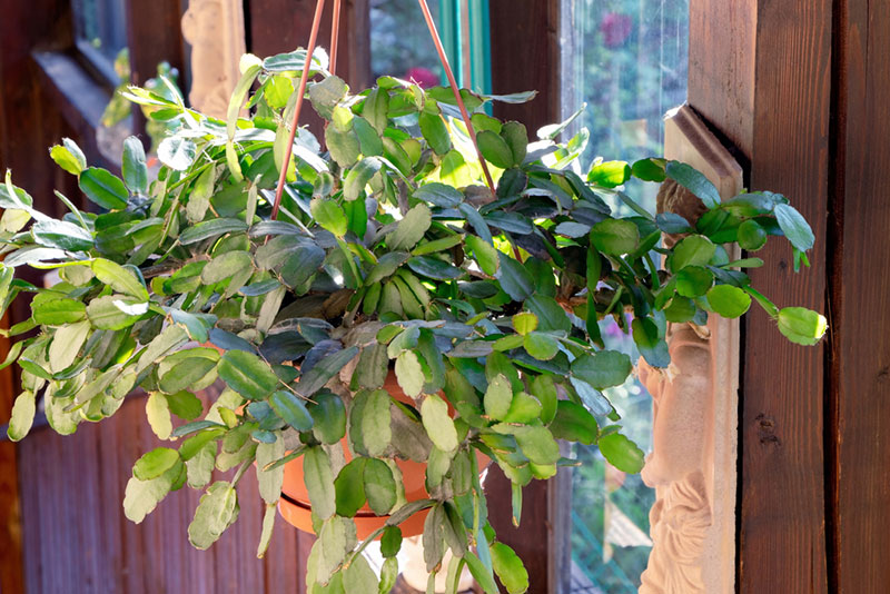 Hanging Christmas Cactus