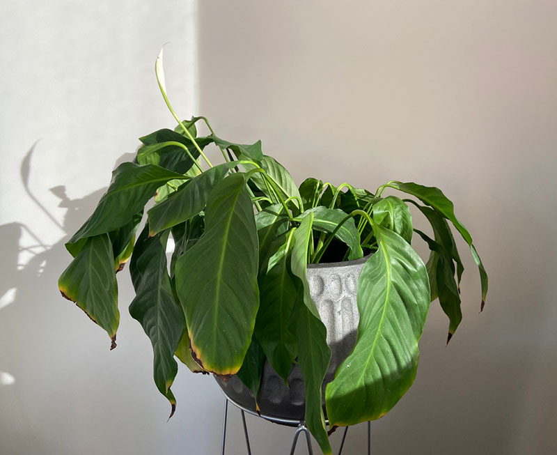 dying peace lily