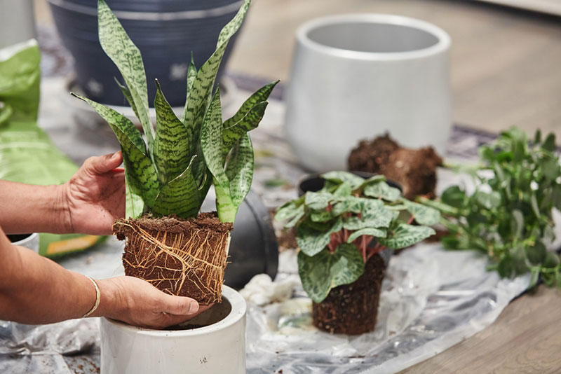 re-potting snake plant