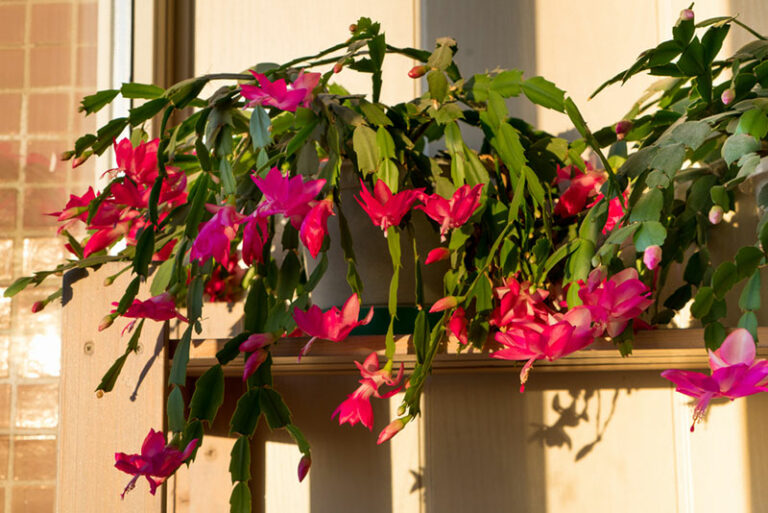 How to Repot Your Christmas Cactus (Step by Step) - Garden Lovers Club