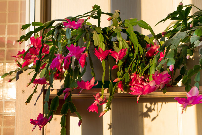 repot christmas cactus