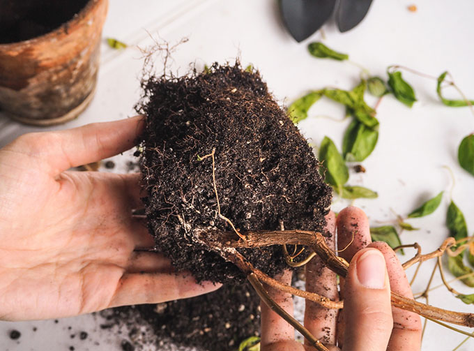 root system rotting