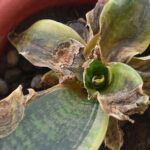 snake plant root rot