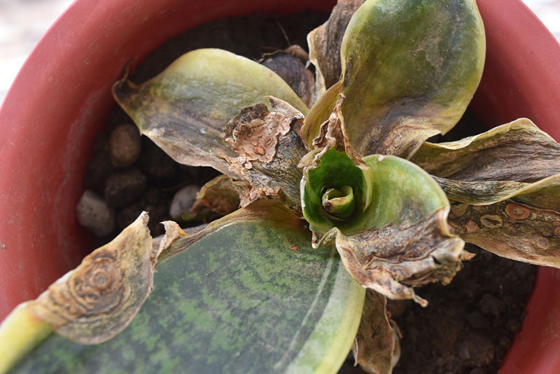 snake plant root rot