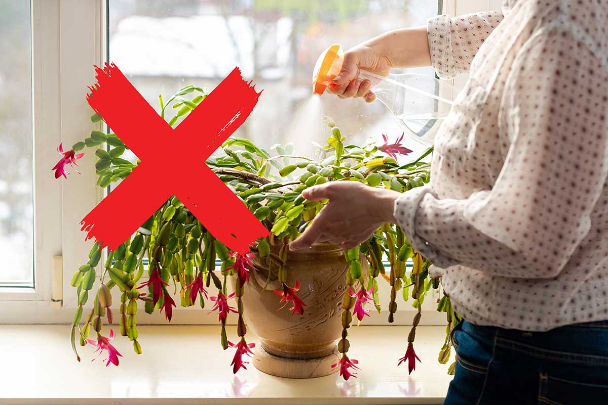 watering christmas cactus