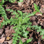 weed in mulch