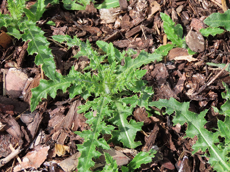 weed in mulch