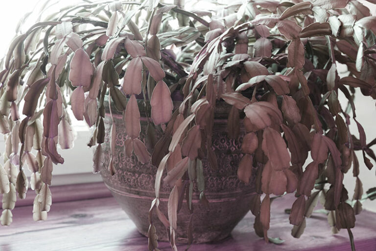 Tips for Reviving a Wilted Christmas Cactus - Garden Lovers Club