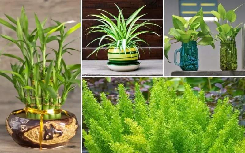 11 Best Plants for Bathrooms