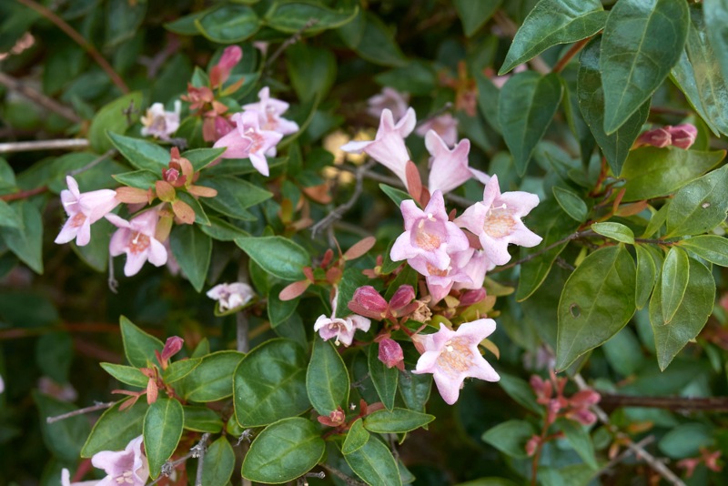 Abelia