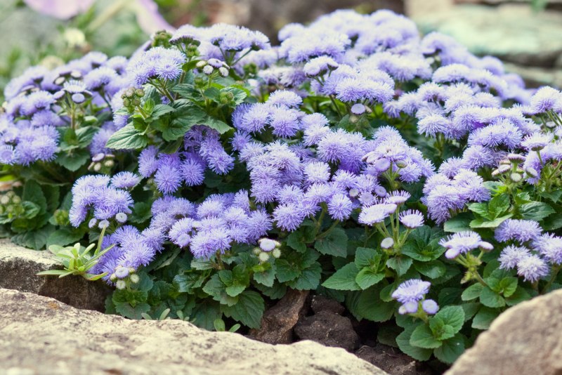 Ageratum