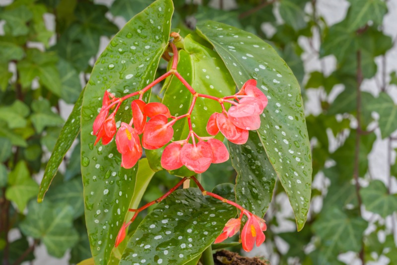 Angel-Wing-Begonia