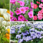 Annuals For Borders