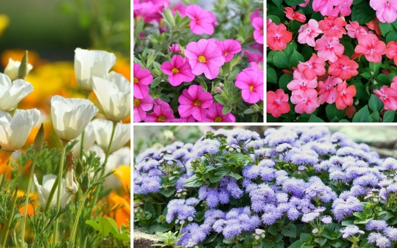 Annuals For Borders