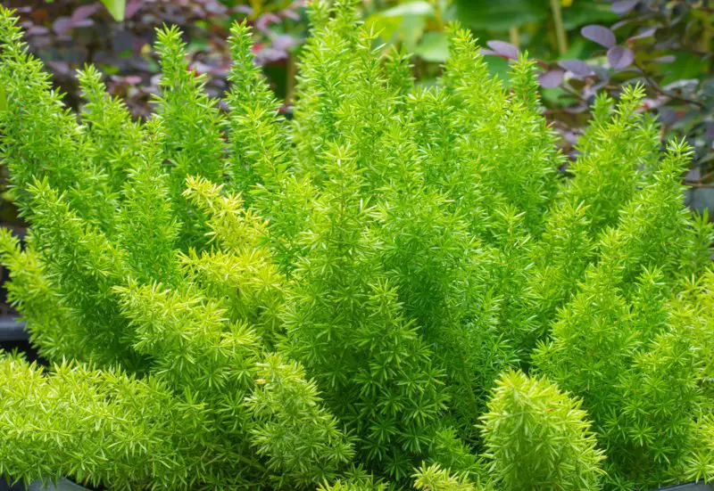 Asparagus-Fern