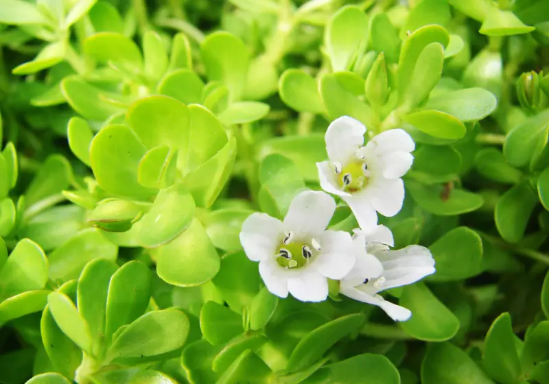 Bacopa