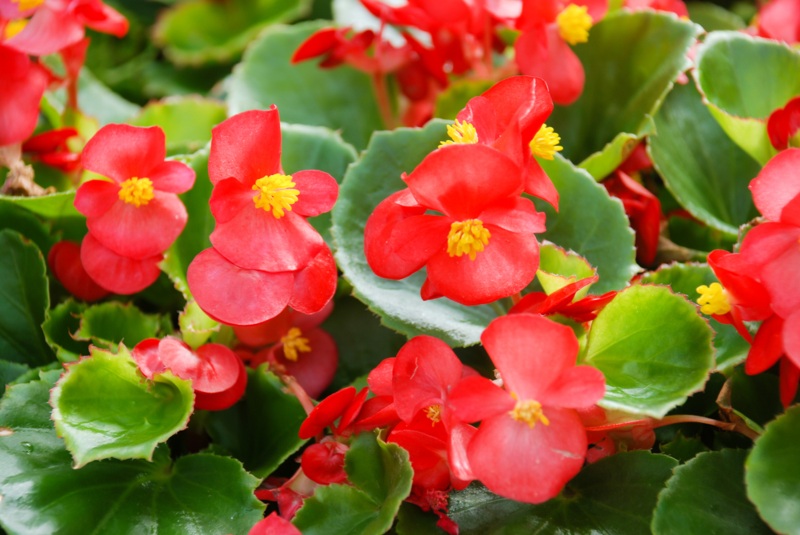 Begonias