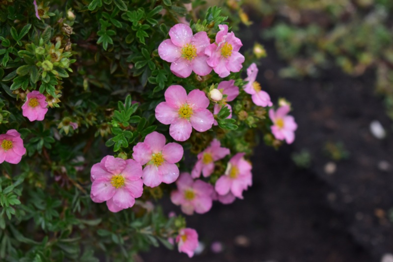 Bella-Bellissima-Potentilla