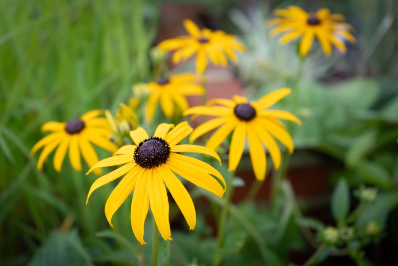 Black-Eyed Susan