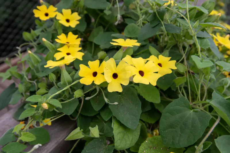 Black-Eyed-Susan-Vine