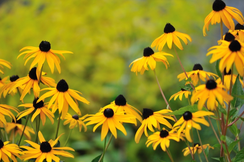 Black-Eyed Susan