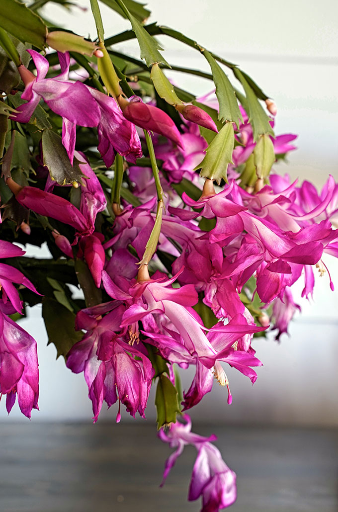 Blooming Thanksgiving Cactus