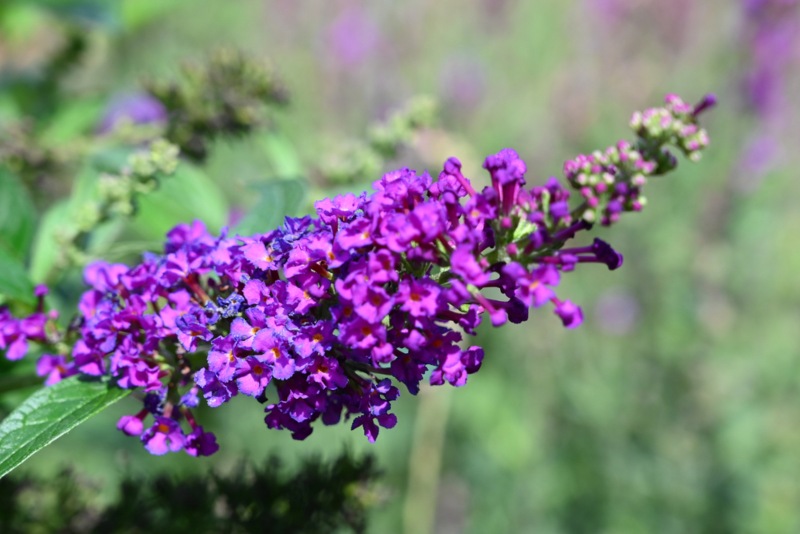 Blue-Chip-Butterfly-Bush