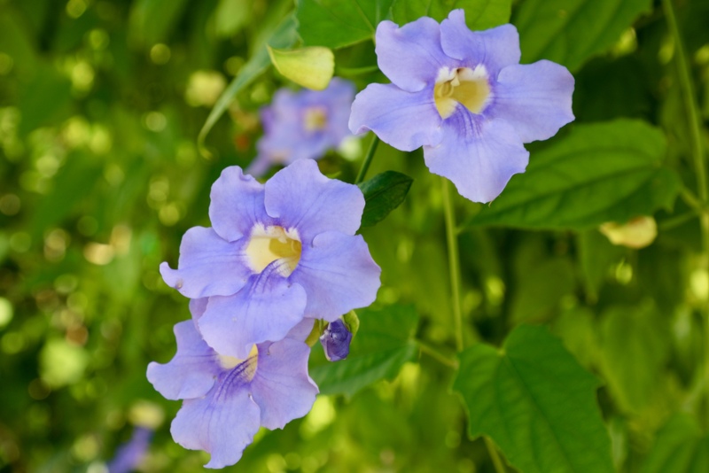 Blue-Sky-Vine