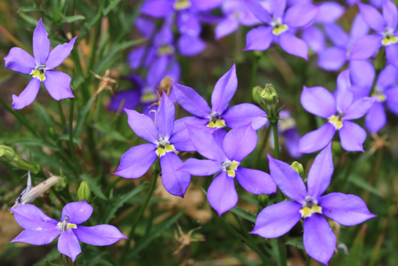 Blue-Star-Creepers