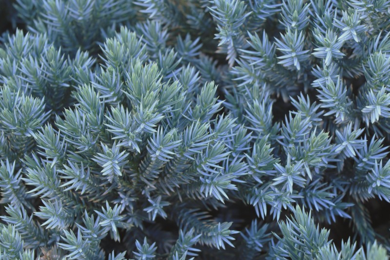 Blue-Star-Juniper