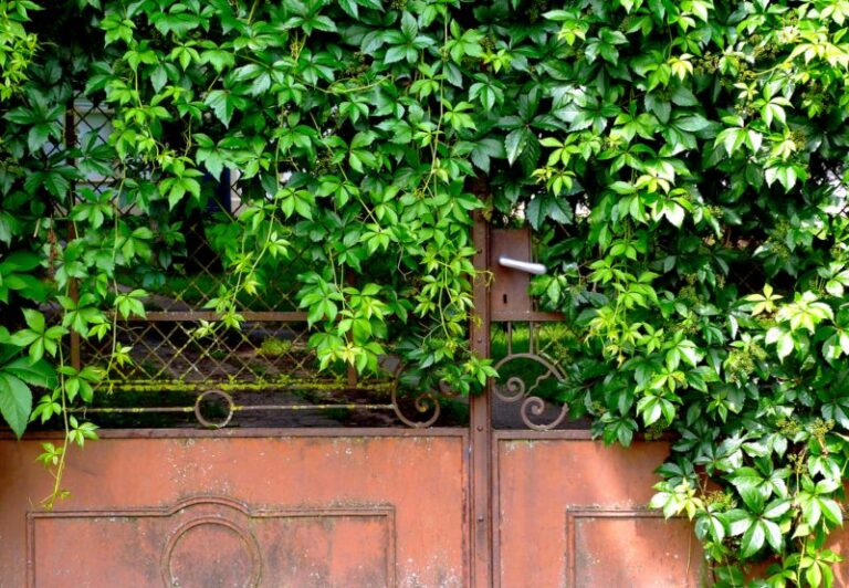 10 Best Vines for Privacy (Plus Care Tips) Garden Lovers Club