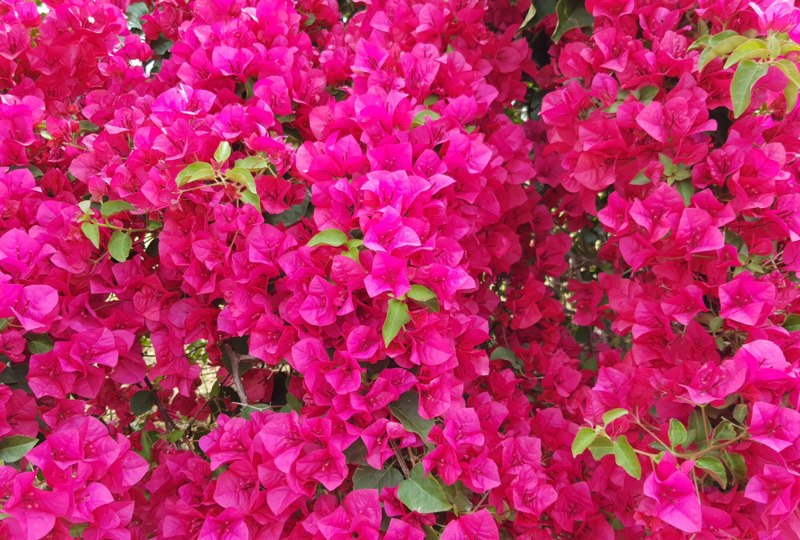 Bougainvillea