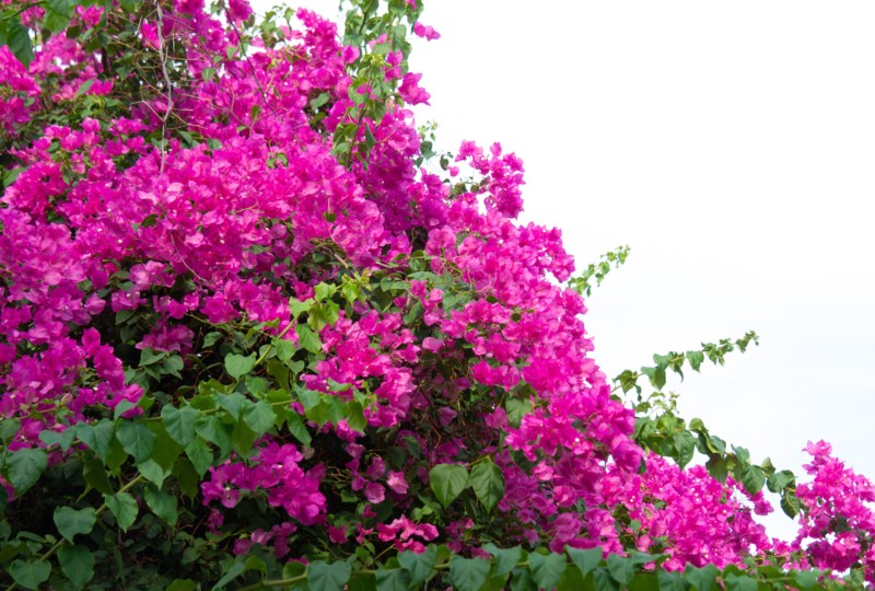 Bougainvillea