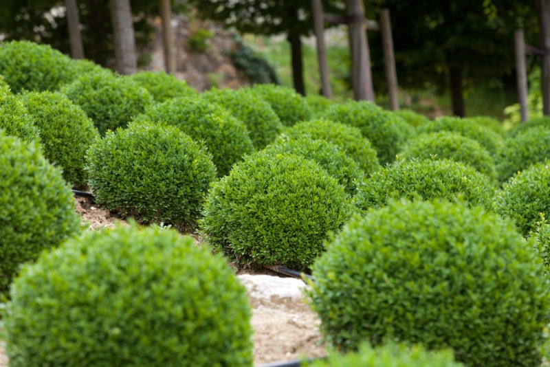 Boxwood