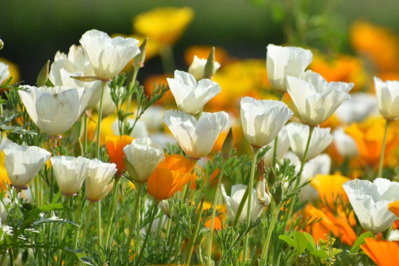 California-Poppy