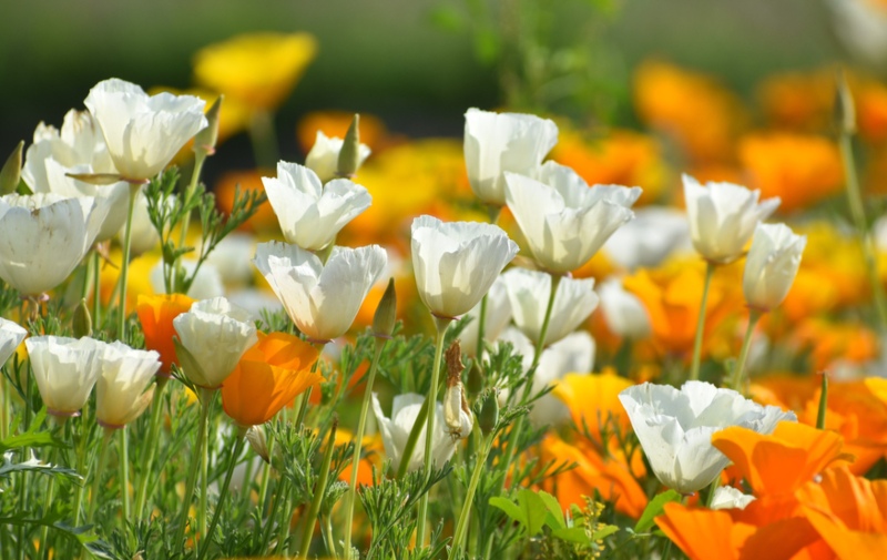 California-Poppy